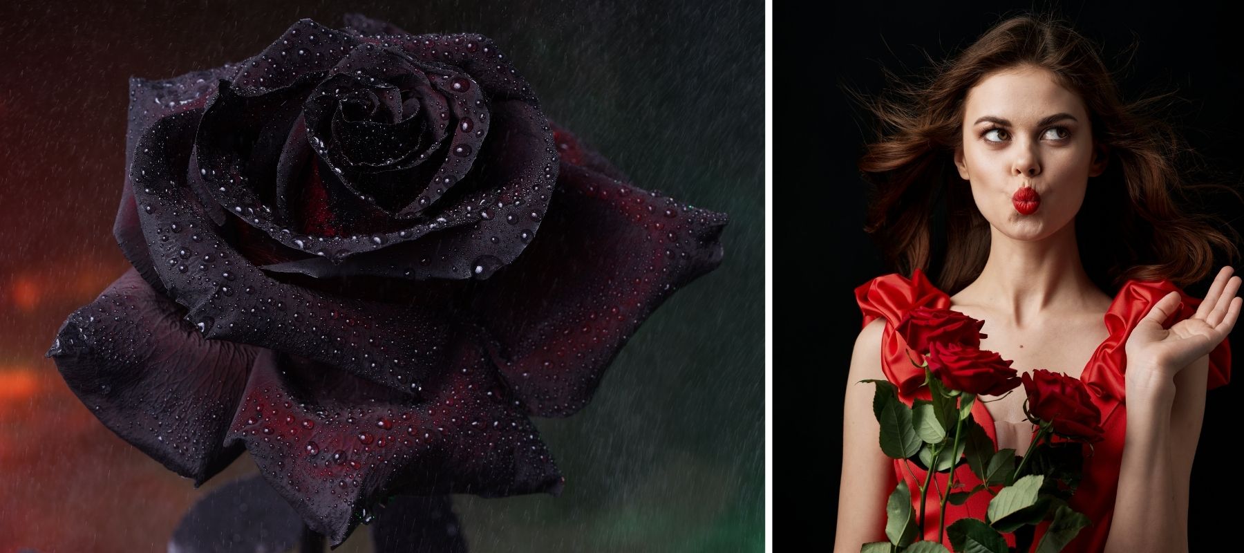 rose noire et rose rouge