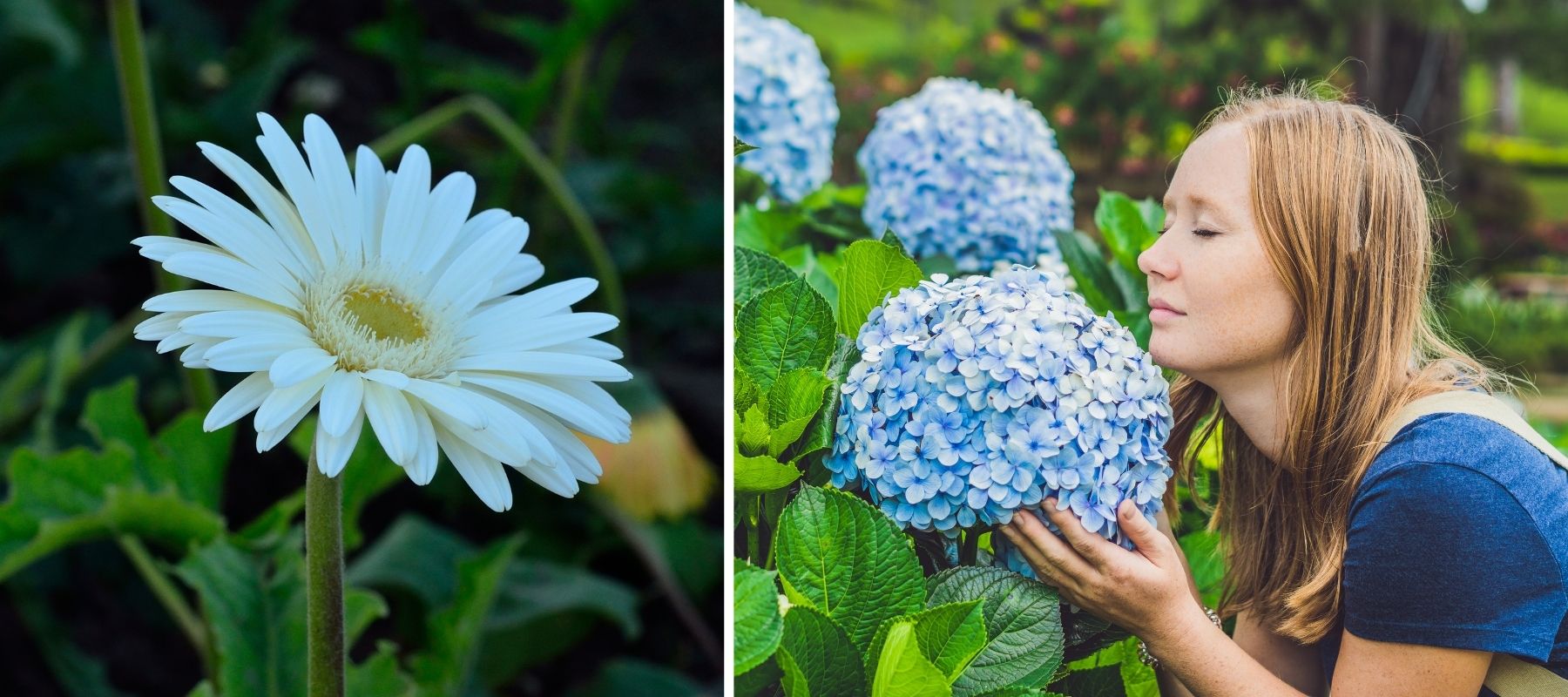 marguerite hortensia fleur enfance