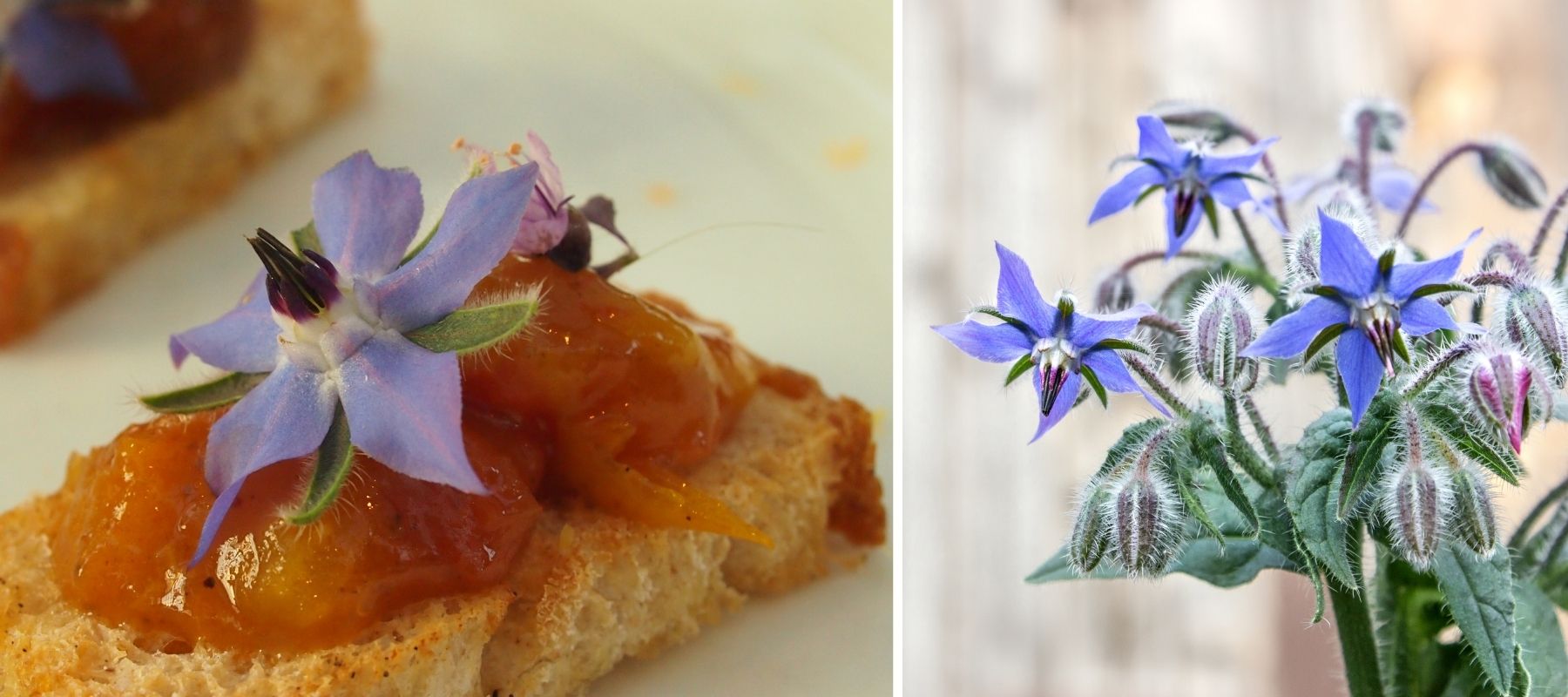 Bourrache fleur comestible