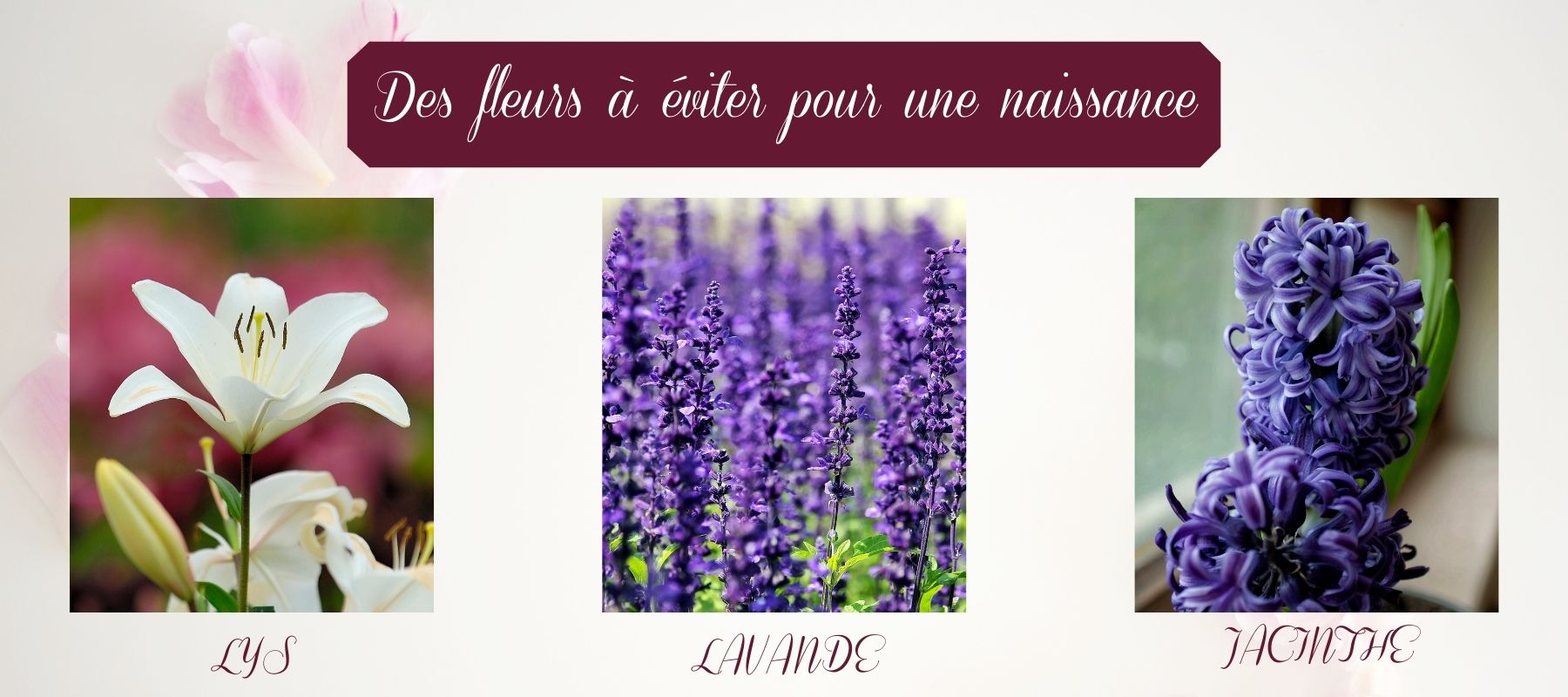 fleurs ne pas offrir cadeau naissance