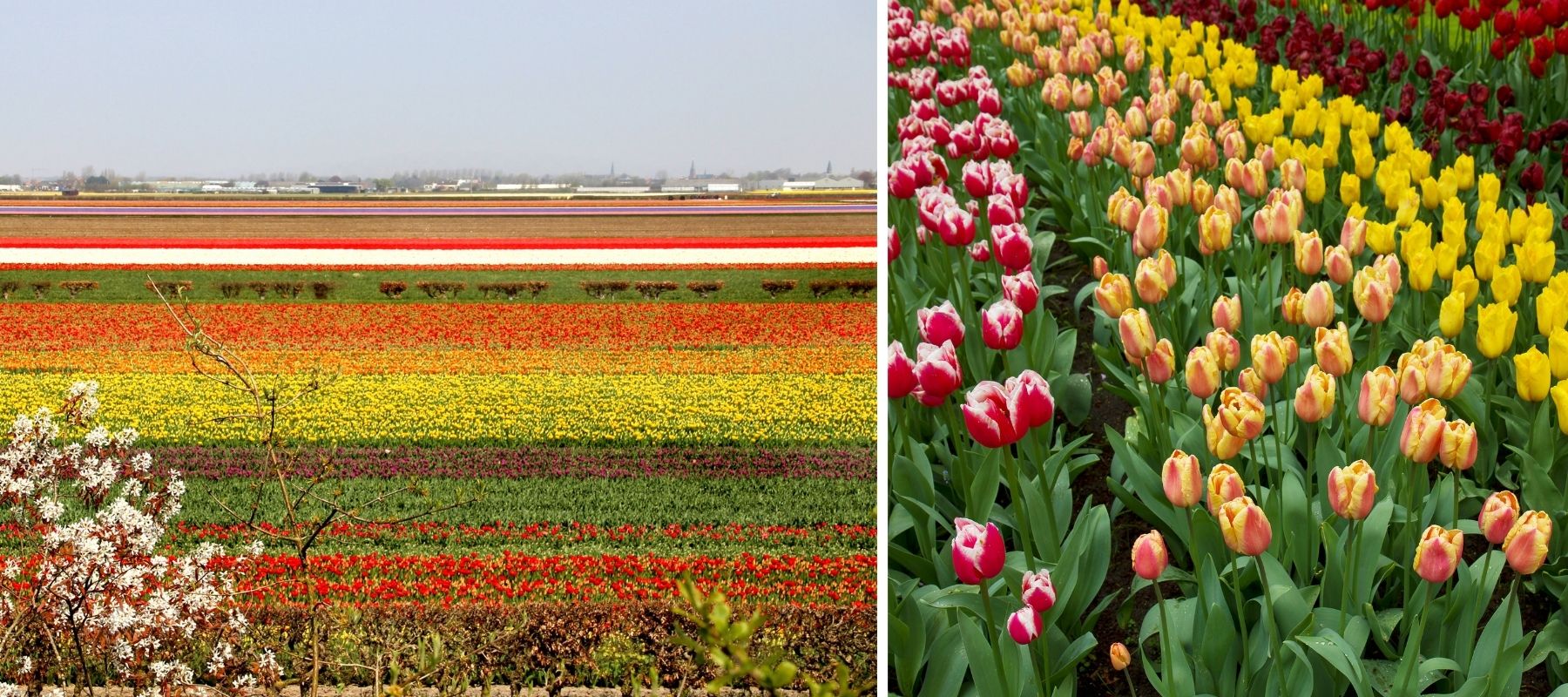 champs de tulipes pays bas