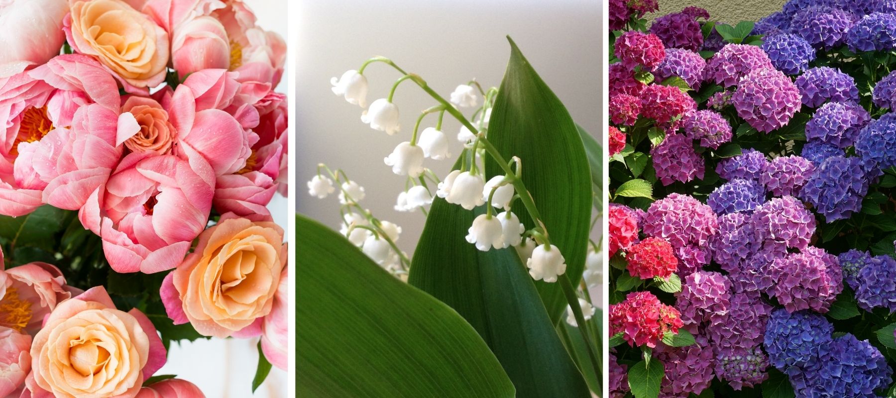 fleurs anniversaire pivoine muguet hortensia