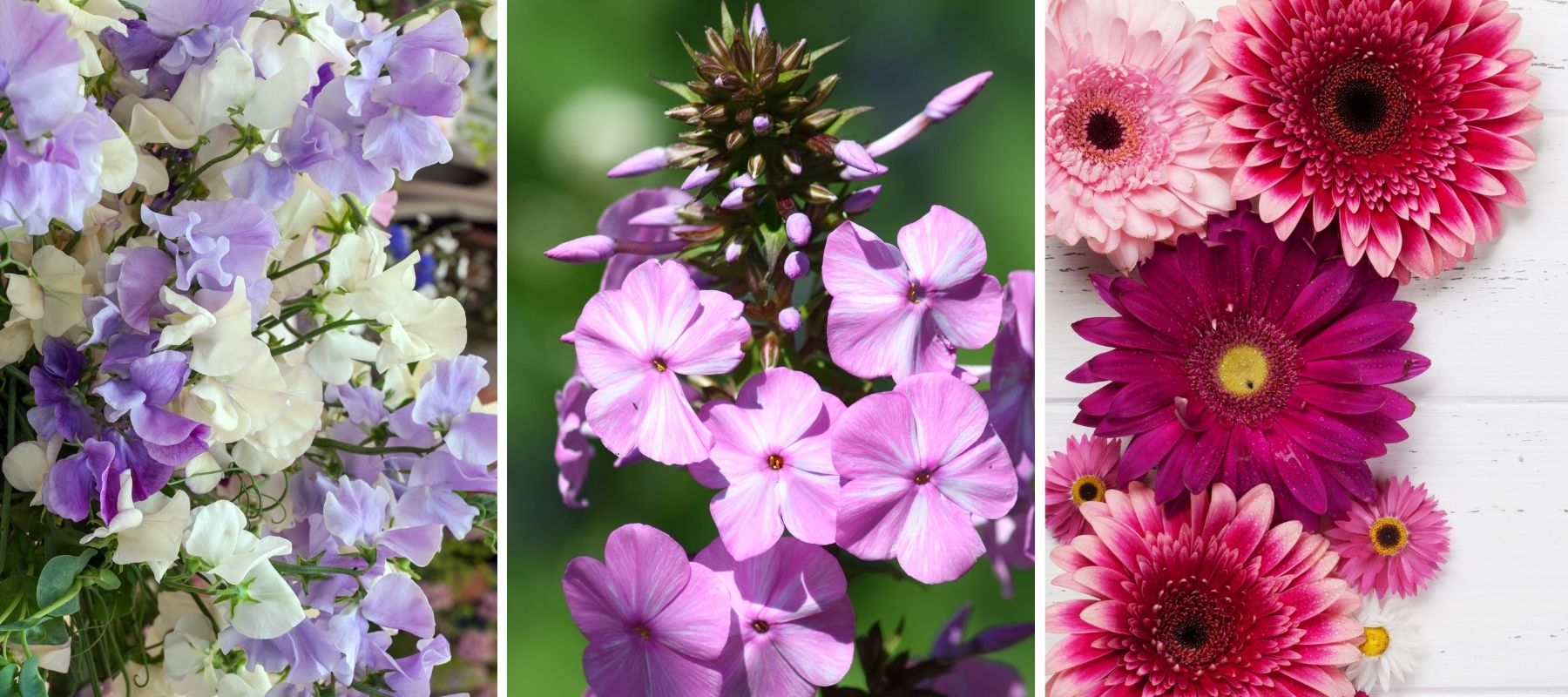 fleurs de saison pois de senteur phlox gerbera