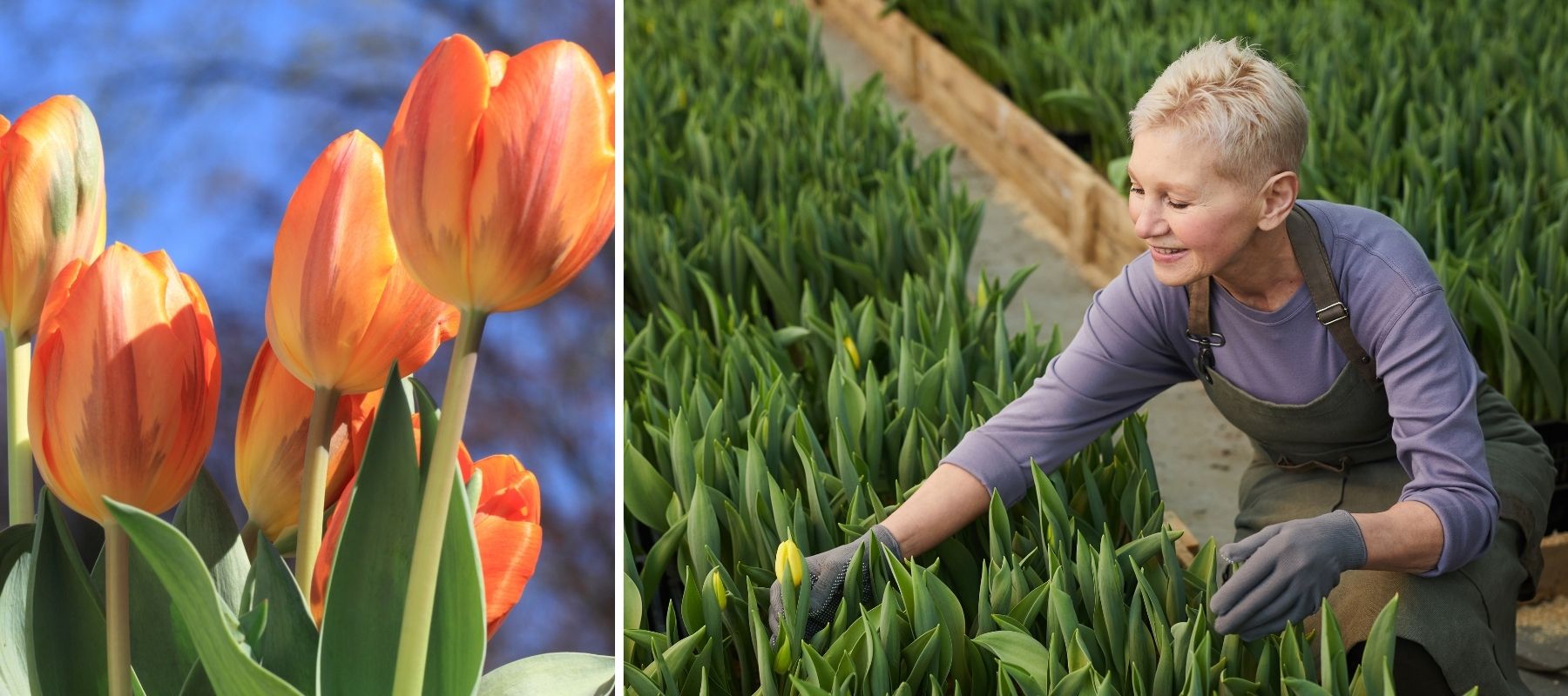 massif de tulipes