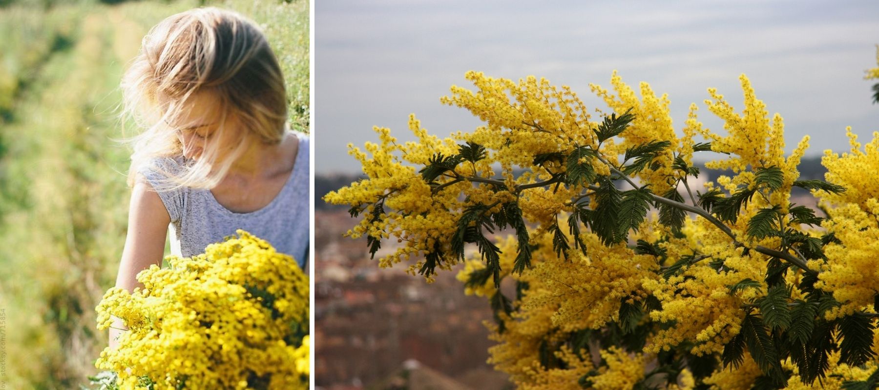 mimosa en fleur