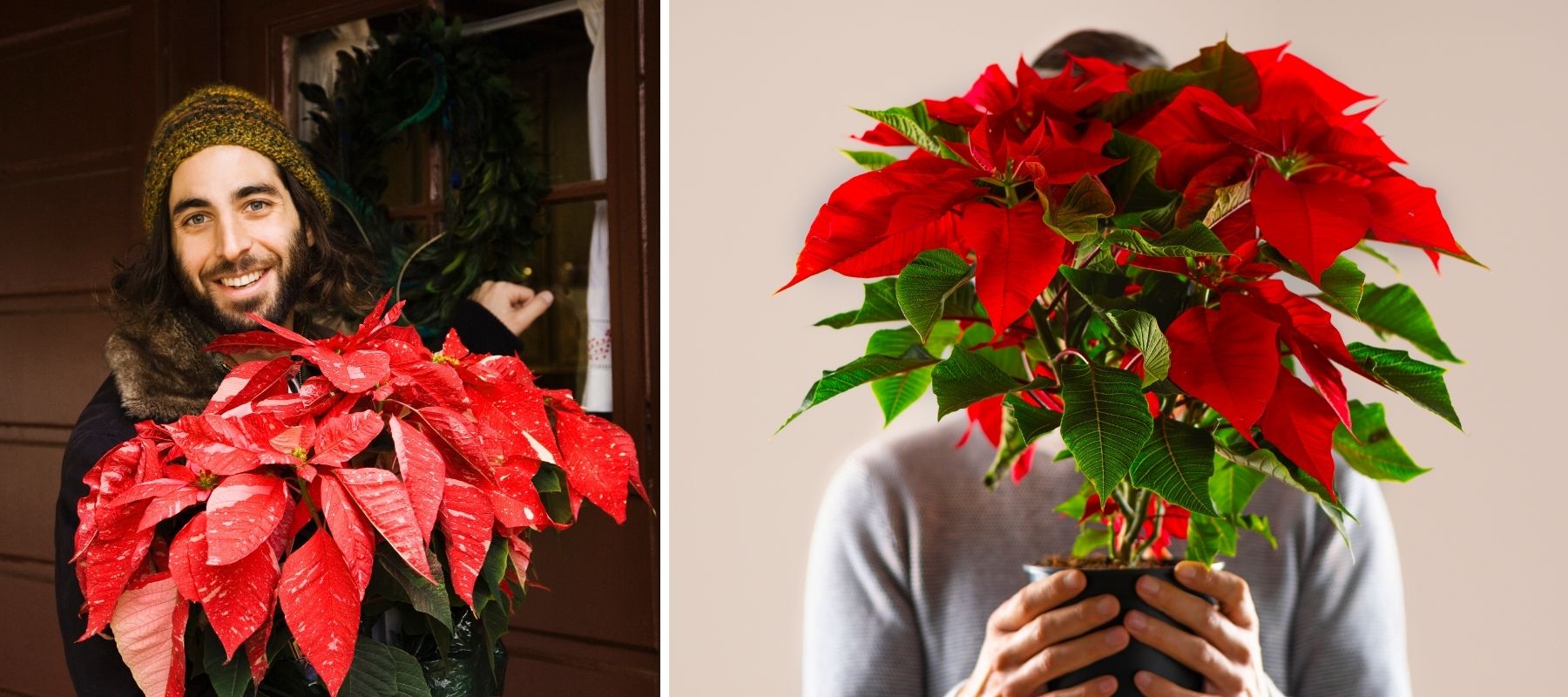 poinsettia comment le faire refleurir