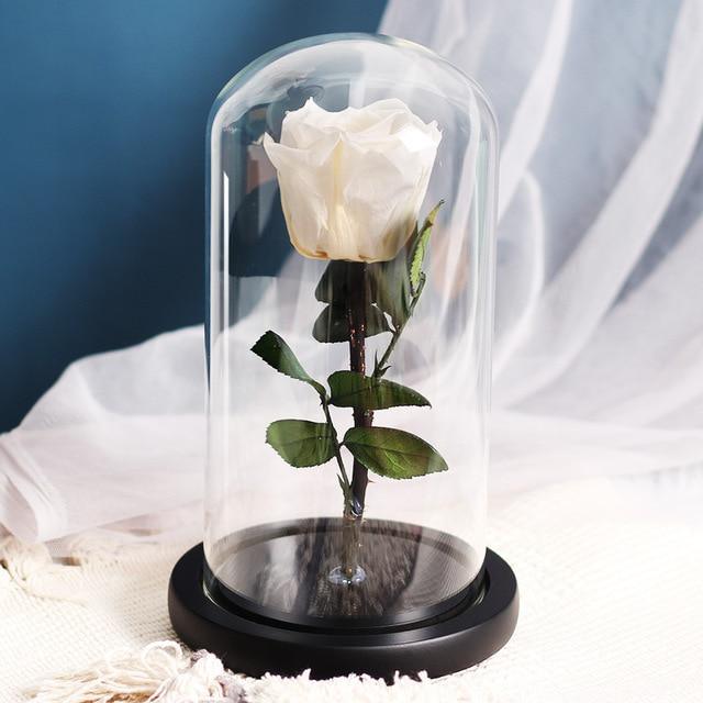 Rose Blanche Éternelle Sous Cloche | Auréole Florale