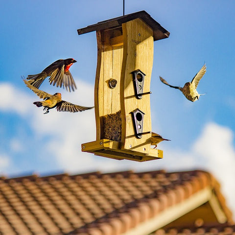 vogelhaus kaufen