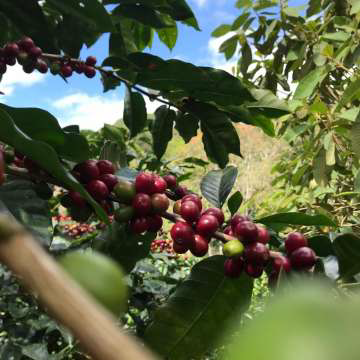 Some coffee berries on a brunch. 
