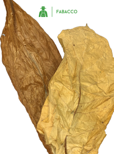 Coupe-tabac broyeur de feuilles M10 - Largeur de coupe de 1 mm