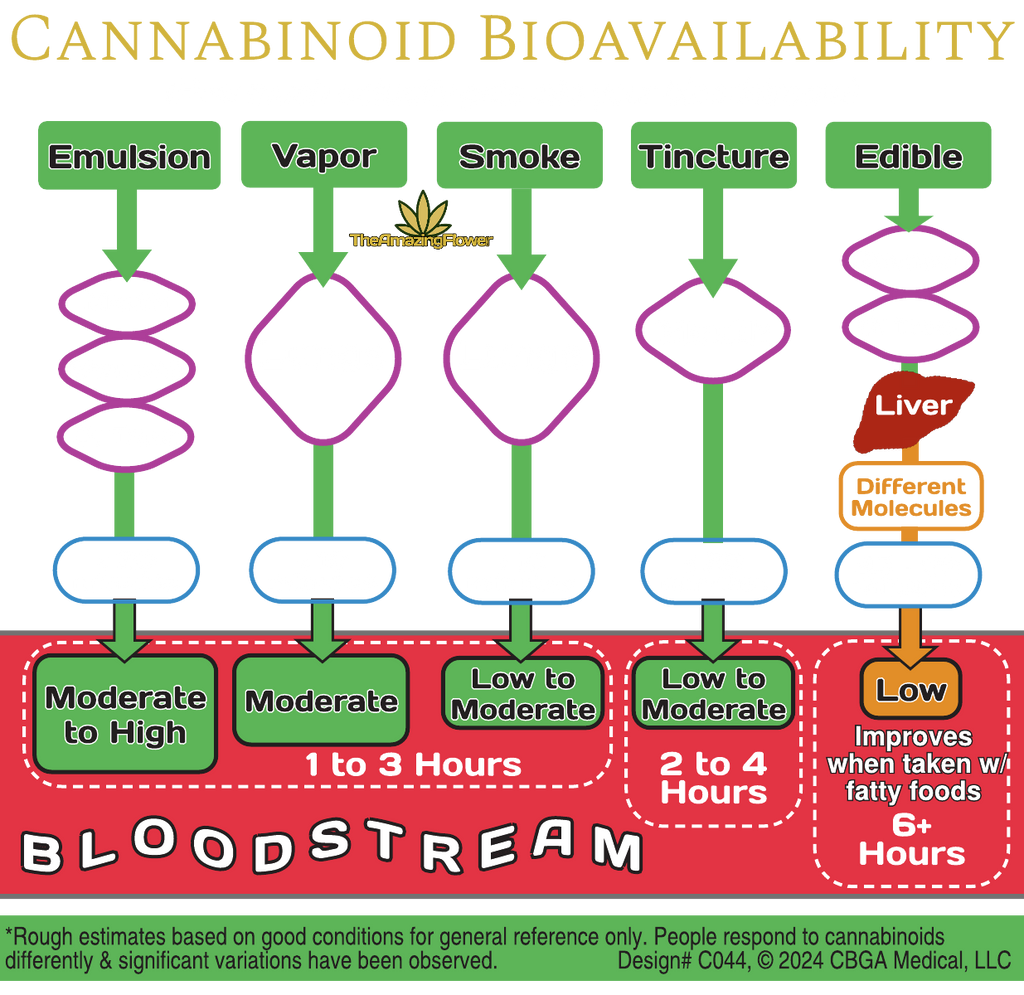 Cannabinoid bioavailability infographic showing the 5 main consumption methods and the parts of the body involved