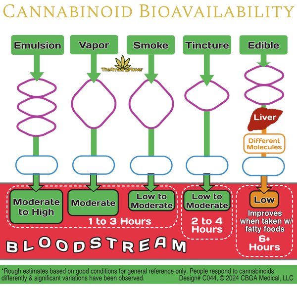 Cannabinoid bioavailability infographic showing the differences between emulsions, vapor, smoke, tincture, edible and the process they go through to get into the bloodstream. Emulsions usually take less than 20 minutes and have a high or moderate bioavailability. Vapor has moderate bioavailability while smoke has low to moderate bioavailability. These 3 methods usually last from 1 to 3 hours. Tinctures take less than 20 minutes and also have a low to moderate bioavailability - they usually last 2 to 4 hours. Edibles usually take from 45 to 90 minutes to get into the bloodstream and have a low bioavailability, but it can be increased when taken with fatty foods. The effects of edibles usually last over 6 hours. Edibles are the only method that are processed through the liver thus creating different metabolized molecules.