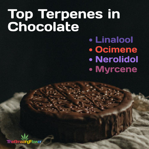 Cannabis Terpenes that are also the major terpenes in chocolate - Linalool, Ocimene, Nerolidol, Myrcene graphic with image of decadent chocolate cake,