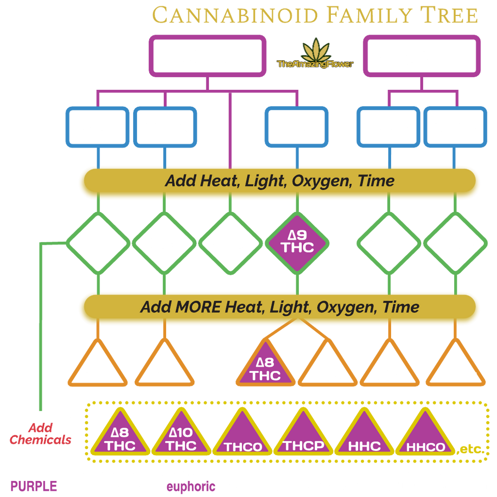 The Cannabinoid Family Tree or Biosynthetic Pathway in a colorful, flowchart format.