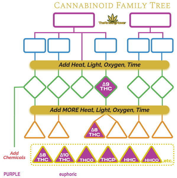 The Cannabinoid Family Tree or Biosynthetic Pathway Infographic