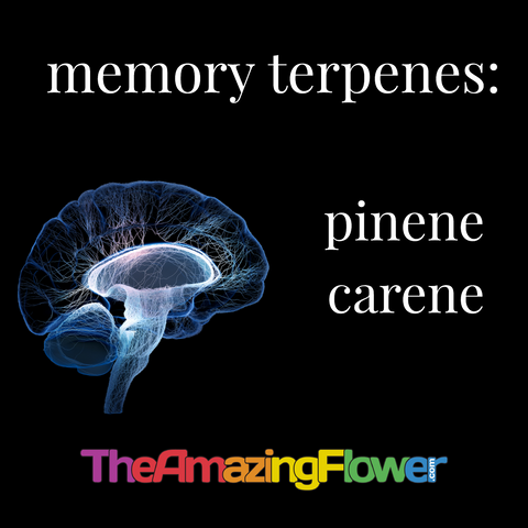 Terpenes known to help with memory retention