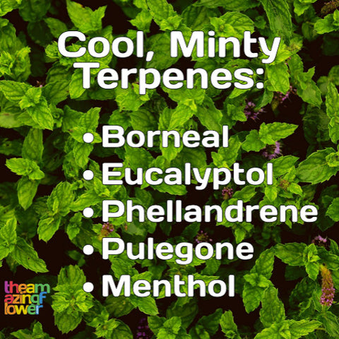 Cool Minty Cannabis Terpenes