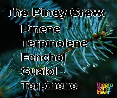 Piney Cannabis Terpenes