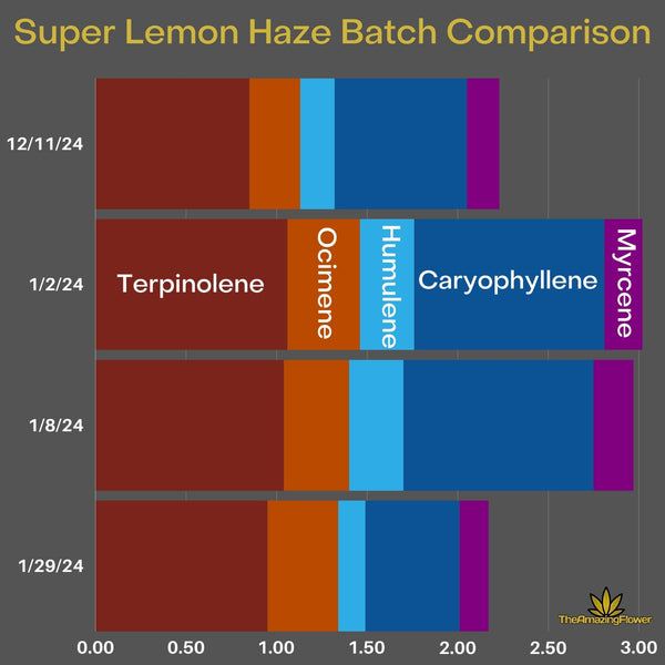 4 "stacked" horizontal bar charts showing the top five terpenes in 4 batches of flower. All are dominant in Terpinolene (dark red) with caryophyllene (blue) close behind. Ocimene (orange) is next then Humulene (light blue) and Myrcene (purple)