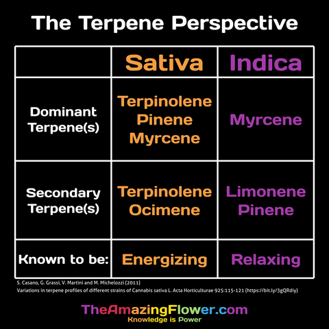 Infographic: Indica & Sativa Cannabis by Major Terpenes