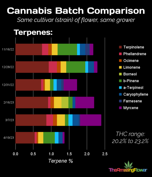 6 combined horizontal bar graphs showing the terpenes in 6 different batches of the same cannabis flower cultivar from the same grower between 11/2022 and 4/2023. Each graph has 10 terpenes. The top 3 terpenes, Terpinolene, b-Pinene, and Myrcene each show batch variability of +/- 90% and more.