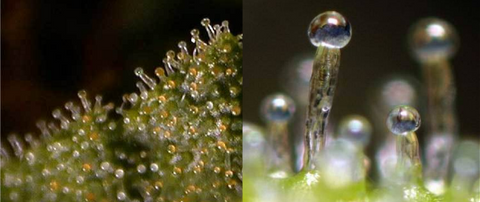 Cannabis Trichomes Close up