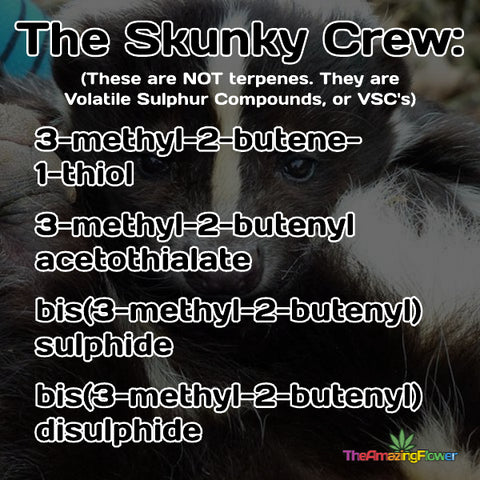 Cannabis Skunky Compounds