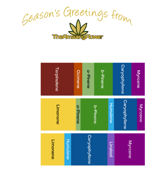 "Season's Greetings from TheAmazingFlower.com" at the top in gold on a solid black background. "Our terpene spectra selections for seasonal activities:" Below this text are 3 colorful combined horizontal bar charts showing possible terpene profiles for 3 different activities: "Cooking:" Terpinolene dominant with Ocimene, and both Pinenes. "Socializing:" Limonene dominant with b-Pinene close behind. "Ignoring it all:" Myrcene and Caryophyllene dominant with some linalool and limonene. "These examples come from actual cannabis flower purchased from licensed producers in Florida. Each had about 3% total terpenes." In the bar charts, each terpene has a designated color. Limonene is yellow. Terpinolene is dark red. Ocimene is orange. Myrcene is dark purple. Linalool is light purple. Caryophyllene is dark blue. The 2 Pinenes are light and dark green.