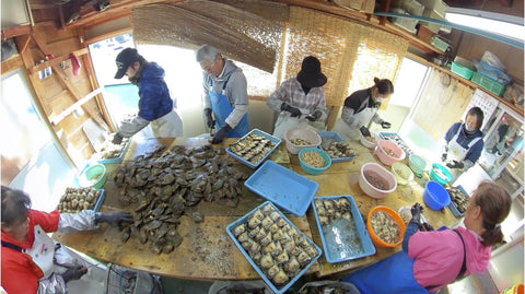 Japanese pearl harvesting