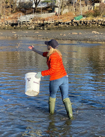 Theresa Baybutt of Treasure Bay Jewelry and a volunteer for the Massachusetts Oyster Project releasing baby oysters into the Mill River in Ipswich, Mass.