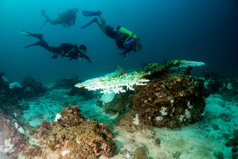 Diving for natural Bahraini pearls