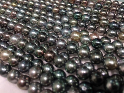 Tiny 7, 6, and 5 mm Tahitian pearls grown by Alexander Collins out of Tahiti.