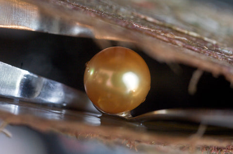 A golden South Sea pearl being harvested by a Jewelmer employee. Photo by Romain Rivierre