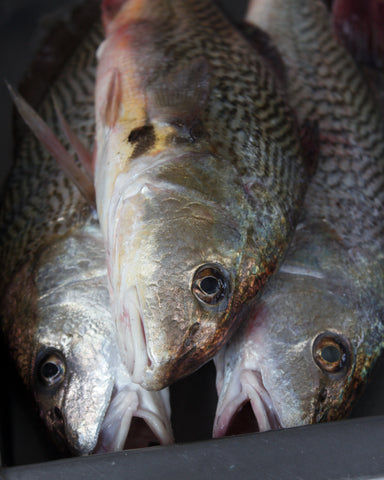 Peixes frescos na Colônia de Pescadores Z-13 em Copacabana