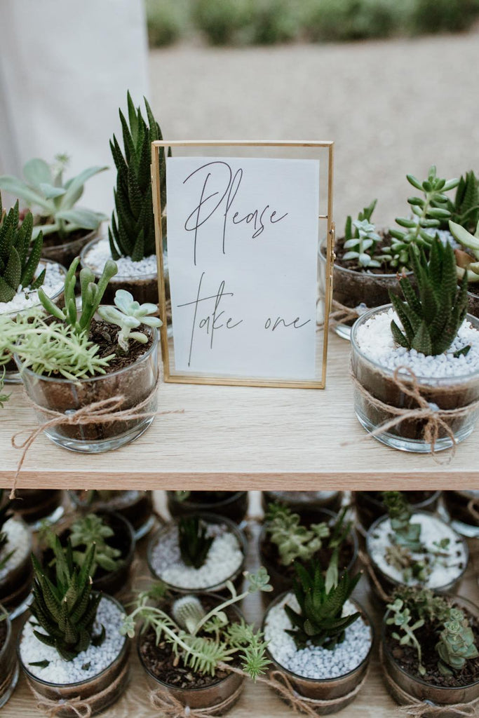 succulent seedling wedding favour