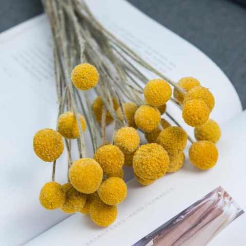 dried billy buttons