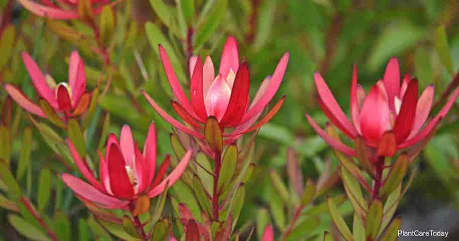 leucadendron australian native flower bouquet