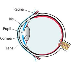 Eye components graphic