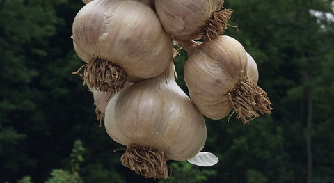 Dad's Garlic