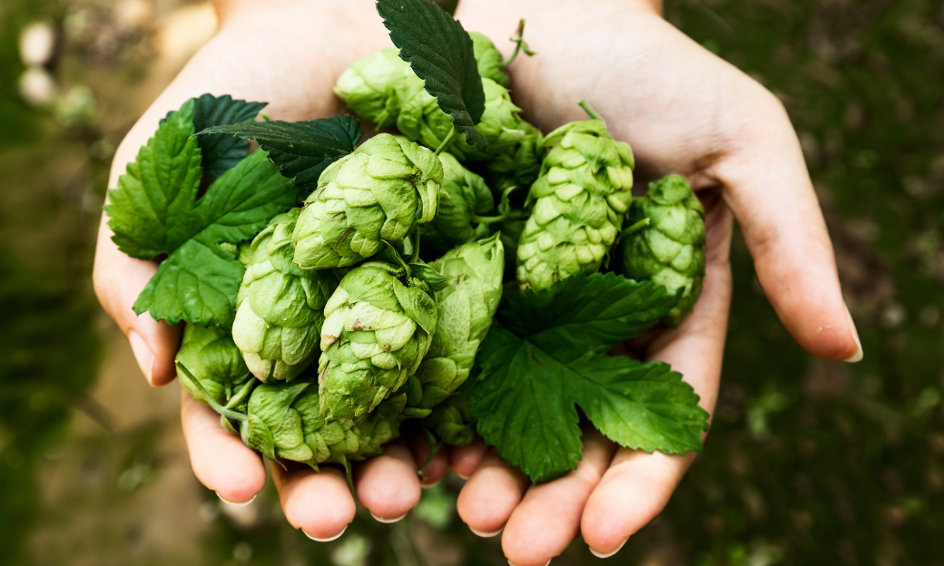  hops for clean skincare ingredients