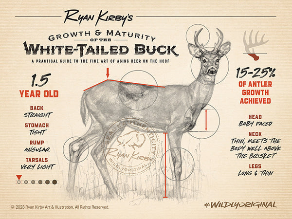 Ryan Kirby Art, Growth & Maturity of the White-tailed Buck, 1.5 year old