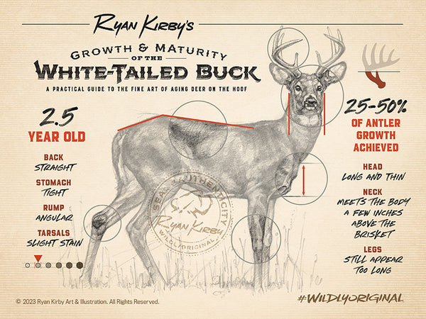 Ryan Kirby Art, Growth & Maturity of the White-tailed Buck, 2.5 year old 