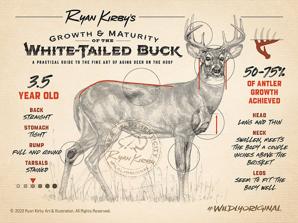 Ryan Kirby, Growth & Maturity of the White-tailed Buck, Aging Deer on the Hoof, 3.5 year old