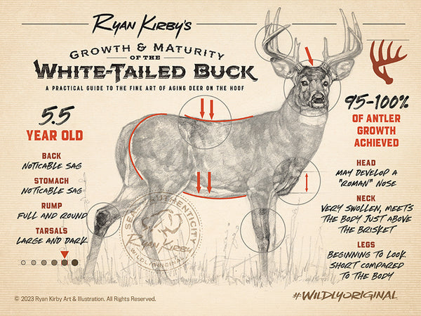 Ryan Kirby Art, Growth & Maturity of the Whitetail Buck, Aging Deer on the Hoof, 5.5 year old