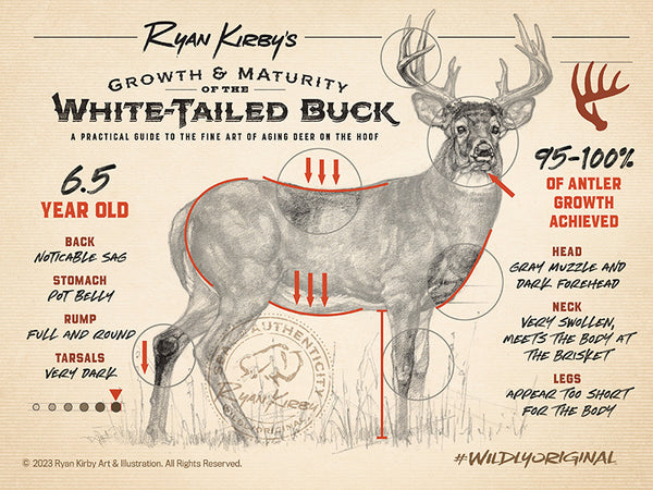 Ryan Kirby Art, Growth & Maturity of the Whitetail Buck, Aging Deer by the Hoof, 6.5 year old