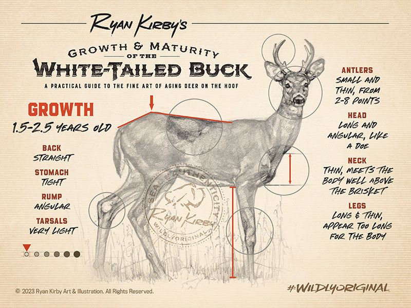 Ryan Kirby Art, Growth & Maturity of the Whitetail Buck, Aging Deer by the Hoof