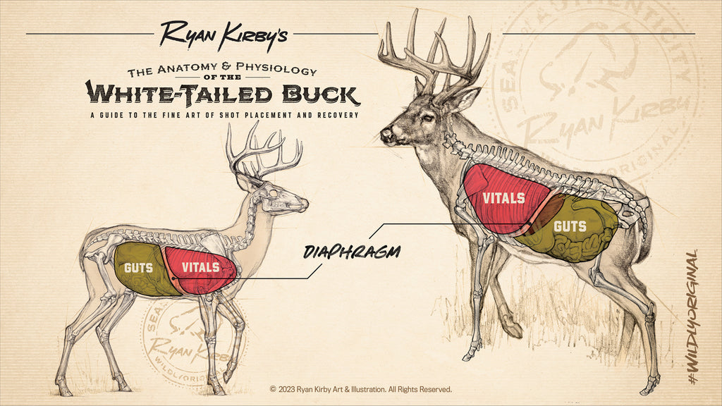 Copyright-Ryan-Kirby-Whitetail-Anatomy Shot-Placement-Diaphragm