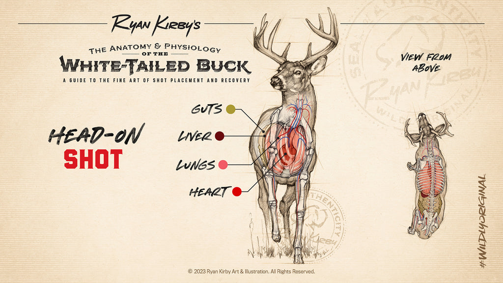 Ryan Kirby Whitetail Anatomy Shot Placement Facing Head On