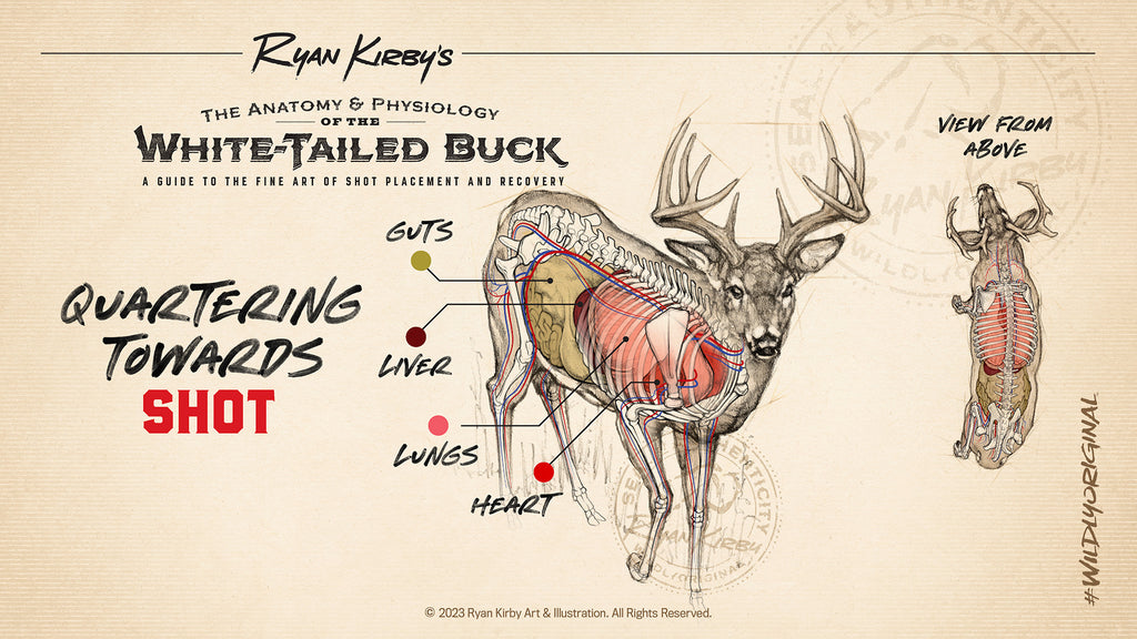 Ryan Kirby Whitetail Anatomy Shot Placement Quartering Towards