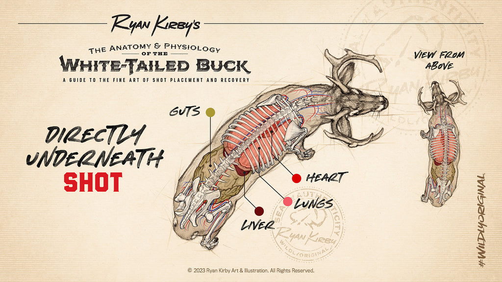 Ryan Kirby Whitetail Anatomy Shot Placement Directly Underneath Stand